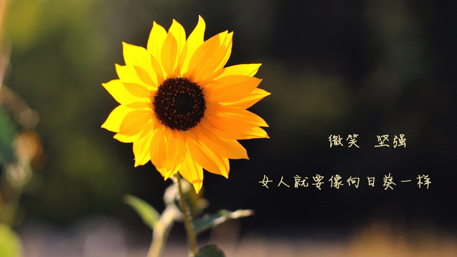 球队运营新思路，年轻化战略成焦点，球队管理方案