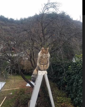 九游jiuyou-冬季运动推广活动走进小学课堂，小学开展冬季运动会