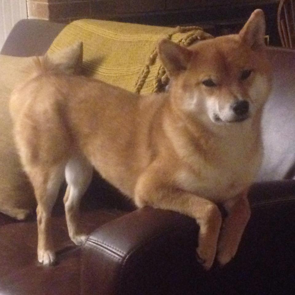 九游网页版入口-欧洲杯决战落幕：战术与激情共同缔造传奇，欧洲杯¼决赛