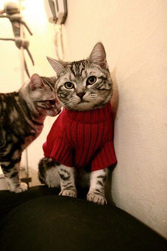 九游娱乐APP-观众满意度调查结果公布整体观赛体验持续向好提升，专业观众满意度